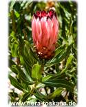 Protea neriifolia - Oleanderblättrige Protea, Schmalblättriger Zuckerbusch