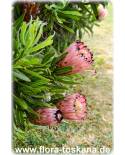 Protea neriifolia - Oleanderblättrige Protea, Schmalblättriger Zuckerbusch