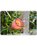 Protea neriifolia - Protea