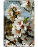 Prunus dulcis - Mandel (Pflanze), Echter Mandelbaum