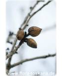 Prunus dulcis - Mandel (Pflanze), Echter Mandelbaum