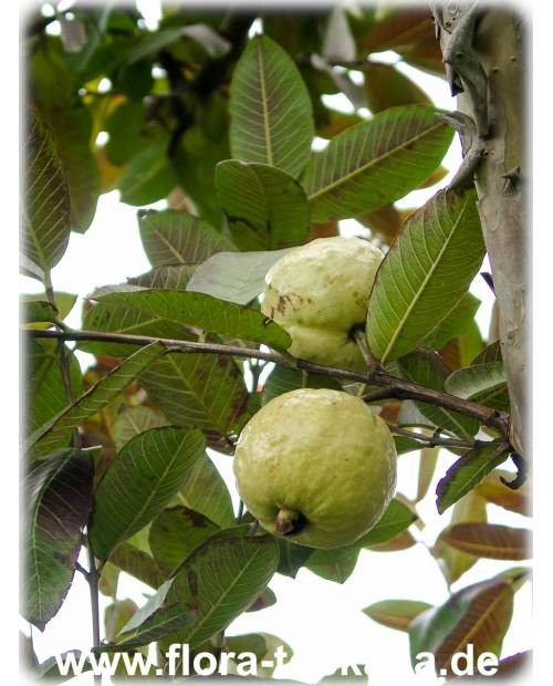 Apfel-Guave Eine attraktive Kübelpflanze für Wintergarten und Terrasse 