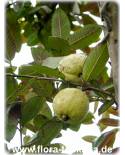 Psidium guajava - Echte Guave