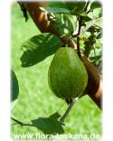 Psidium guajava - Tropical Guava