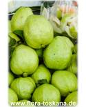 Psidium guajava - Tropical Guava