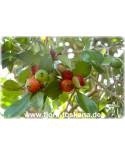 Psidium littorale - Erdbeer-Guave