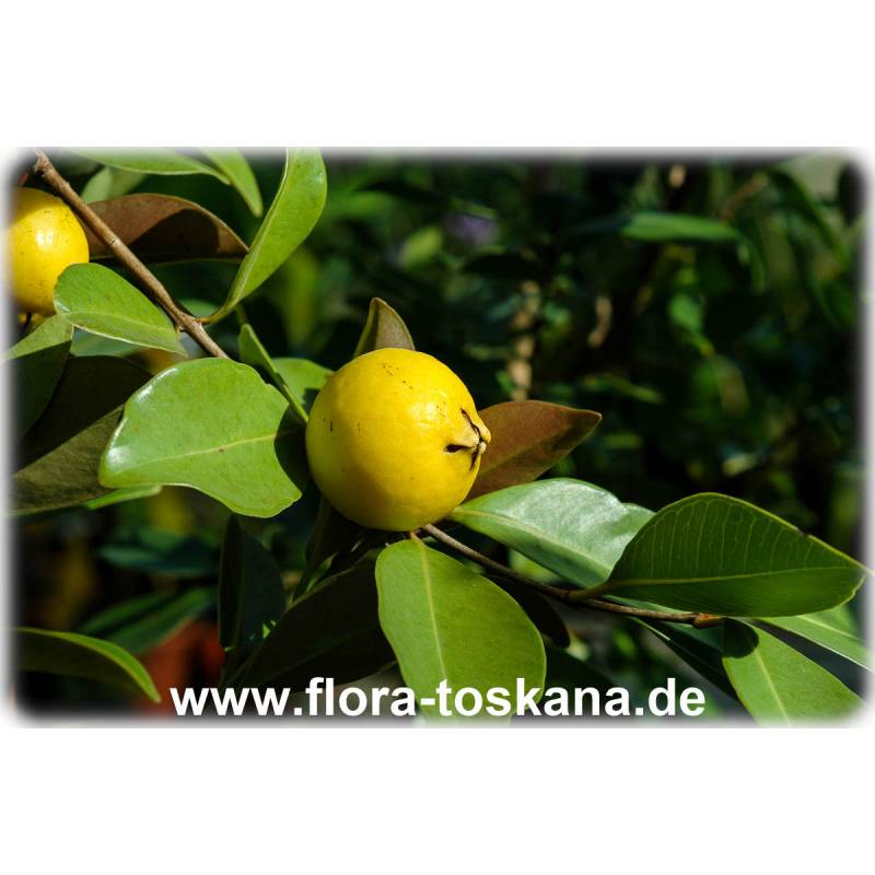 Gesundheitsfrucht 110-125 cm 1 Pflanze Kirsch-Guave Psidium cattleianum Erdbeer-Guave 