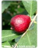 Psidium littorale - Erdbeer-Guave
