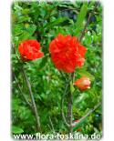 Punica granatum 'Flore Pleno' - Dwarf Pomegranate