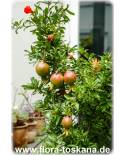 Punica granatum 'Flore Pleno' - Zier-Granatapfel
