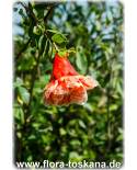 Punica granatum 'Legrellei' - Dwarf Pomegranate
