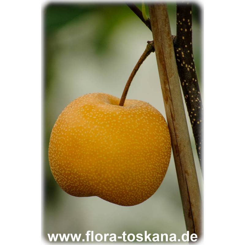 - TOSKANA Apfelbirne pyrifolia | FLORA Pyrus var. Nashi, culta Asiatische Asienbirne, Nashi-Birne,