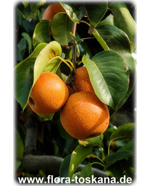 Pyrus pyrifolia var. culta - Nashi, Nashi-Birne, Asienbirne, Asiatische Apfelbirne