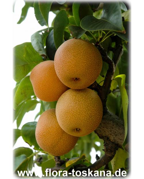 Pyrus pyrifolia var. culta - Nashi, Nashi-Birne, Asienbirne, Asiatische Apfelbirne