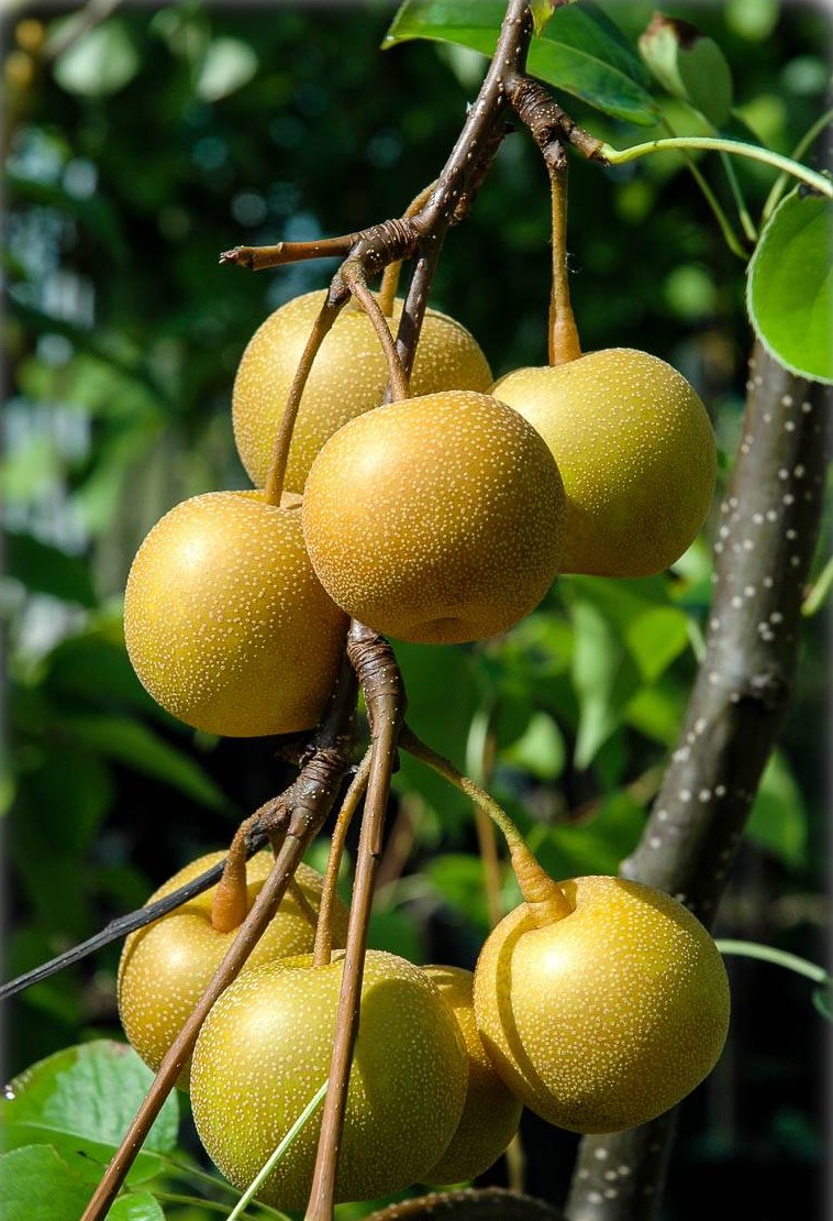 Pyrus pyrifolia var. culta - Nashi, Nashi-Birne, Asienbirne, Asiatische  Apfelbirne | FLORA TOSKANA