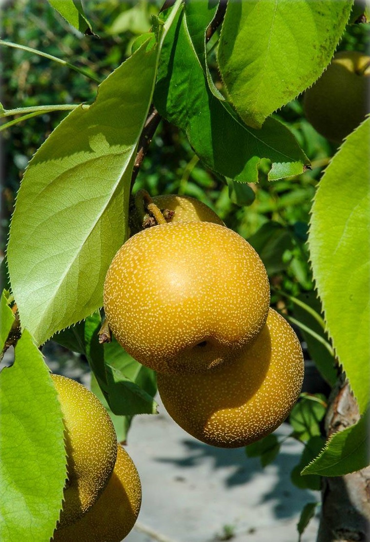 Apfelbirne var. Nashi, FLORA | Asienbirne, Pyrus Nashi-Birne, TOSKANA pyrifolia - Asiatische culta