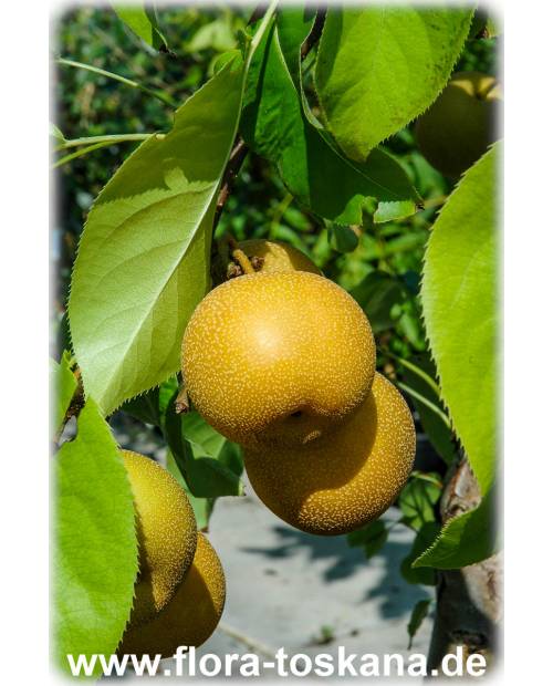 Asienbirne, var. Pyrus Asiatische Apfelbirne Nashi-Birne, FLORA | pyrifolia Nashi, culta TOSKANA -