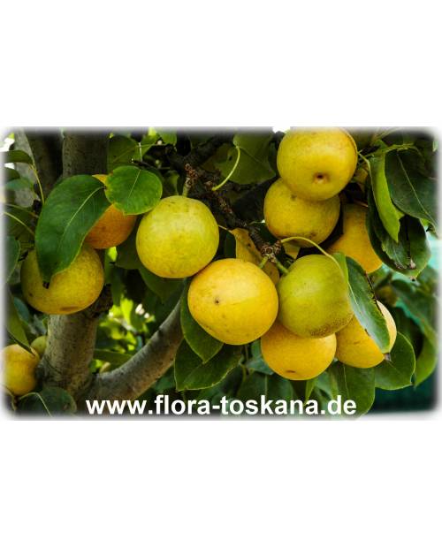 Pyrus pyrifolia var. culta - Nashi, Nashi-Birne, Asienbirne, Asiatische Apfelbirne