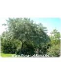 Pyrus salicifolia - Weidenbirne, Weidenblättrige Birne