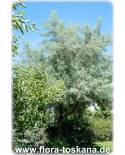 Pyrus salicifolia - Weidenbirne, Weidenblättrige Birne