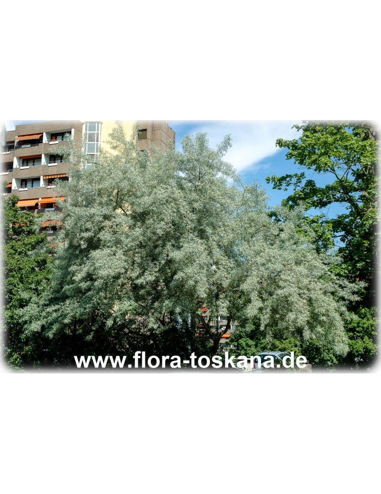 Pyrus salicifolia Weidenblättrige Birne 80-100cm 