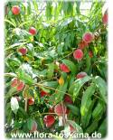 Prunus persica - Pfirsich (Pflanze), Pfirsichbaum
