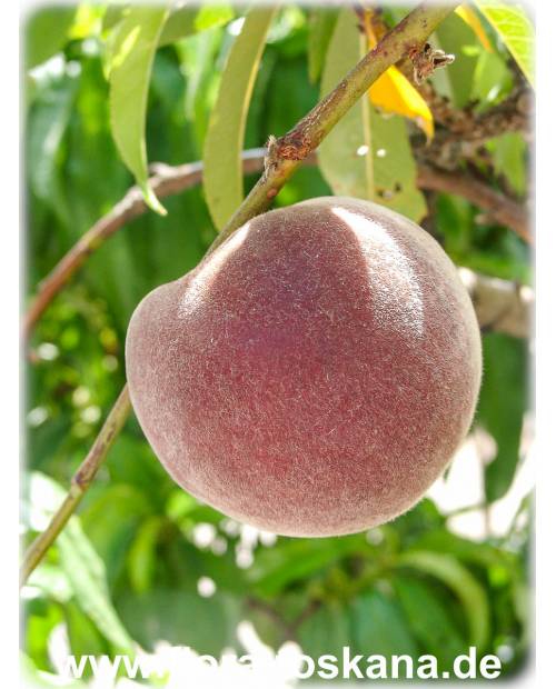 Prunus persica - Peach Tree