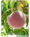 Prunus persica - Peach Tree