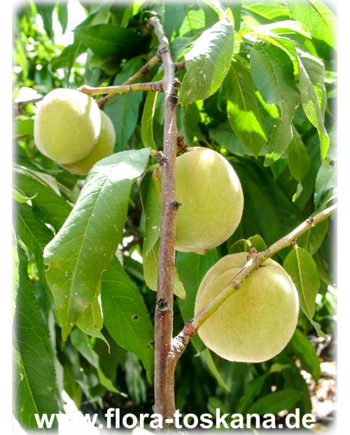 Prunus persica - Peach Tree