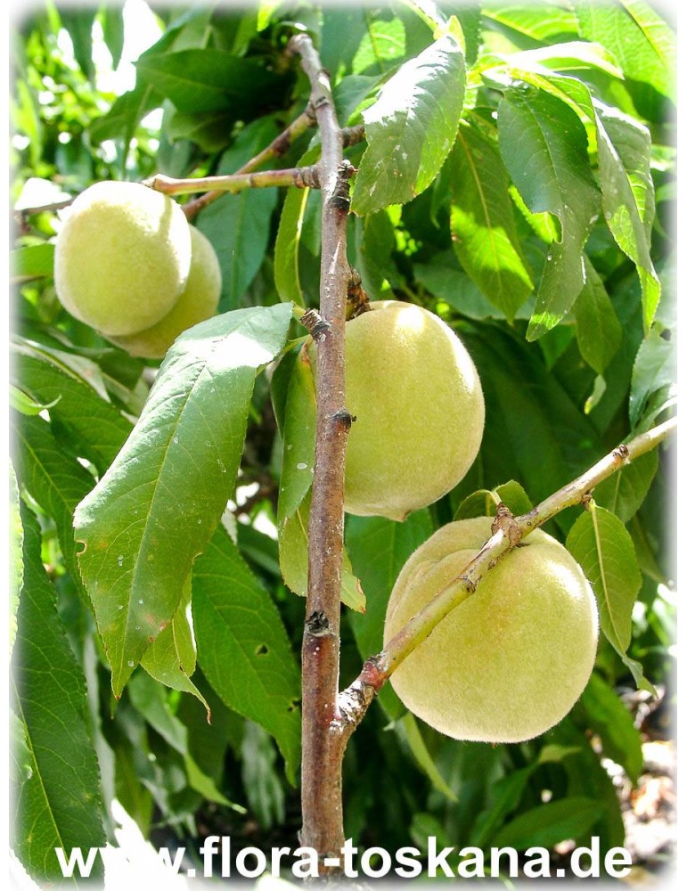 winterharte Pflanze 150-170cm große Früchte Pfirsich 'Guglielmina' Prunus 