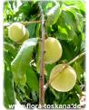 Prunus persica - Peach Tree
