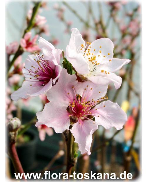 Prunus persica - Peach Tree
