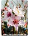 Prunus persica - Peach Tree