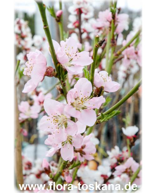 Prunus persica - Peach Tree