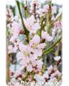 Prunus persica - Peach Tree