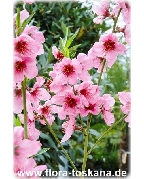 Prunus persica - Peach Tree