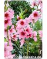 Prunus persica - Peach Tree