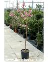 Prunus persica - Peach Tree