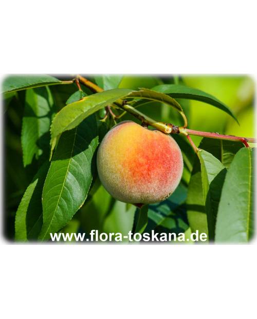 Prunus persica - Peach Tree
