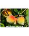 Prunus persica - Peach Tree