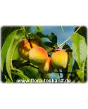 Prunus persica - Pfirsich (Pflanze), Pfirsichbaum