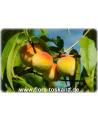 Prunus persica - Peach Tree
