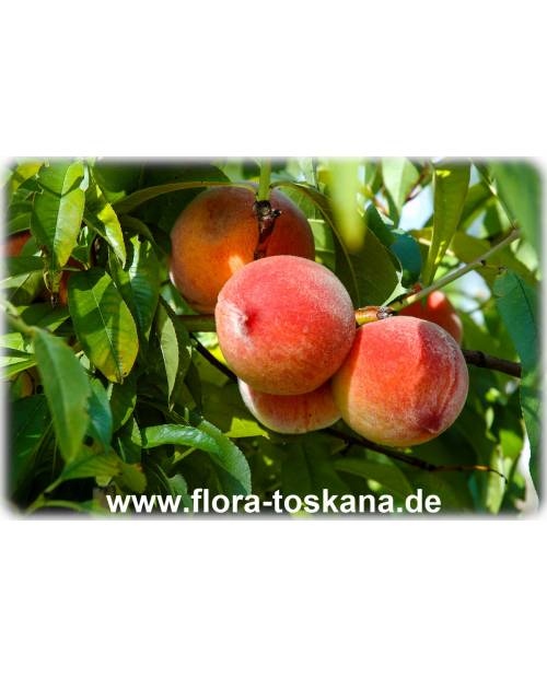 Prunus persica - Peach Tree