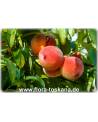 Prunus persica - Peach Tree