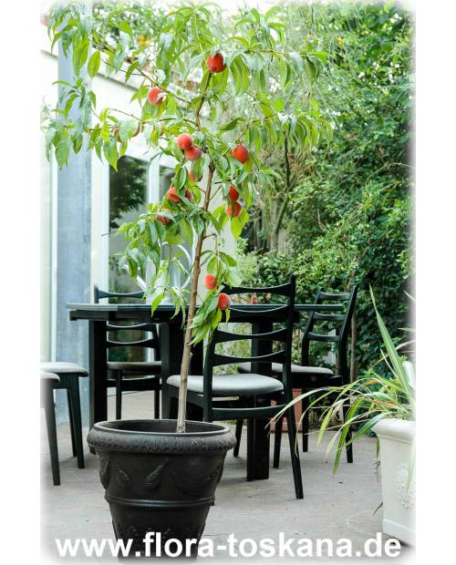 Prunus persica - Peach Tree
