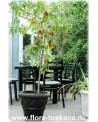 Prunus persica - Peach Tree