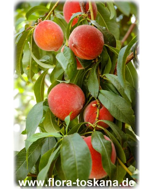 Prunus persica - Peach Tree