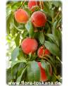 Prunus persica - Peach Tree