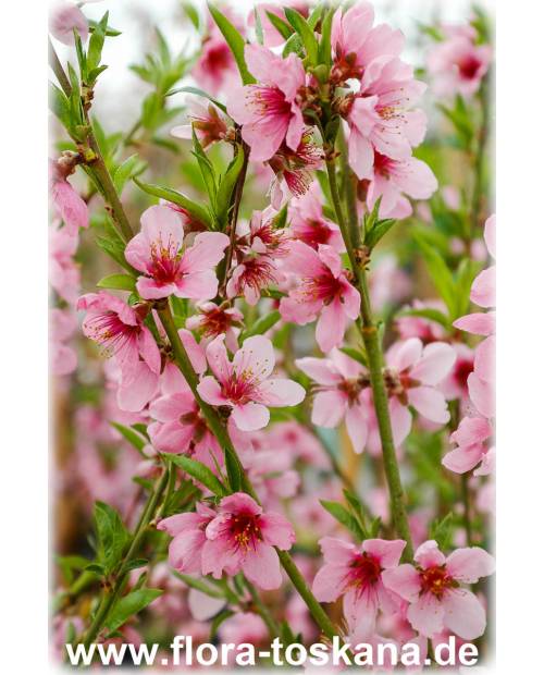 Prunus persica - Peach Tree