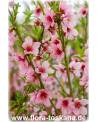 Prunus persica - Peach Tree